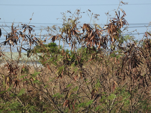 Leucaena leucocephala observed 2026-10-26