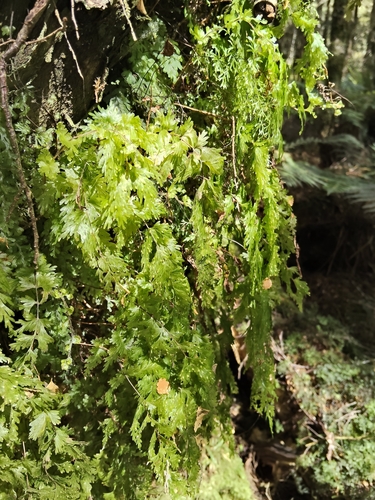 Hymenophyllum flabellatum observed 2026-10-27