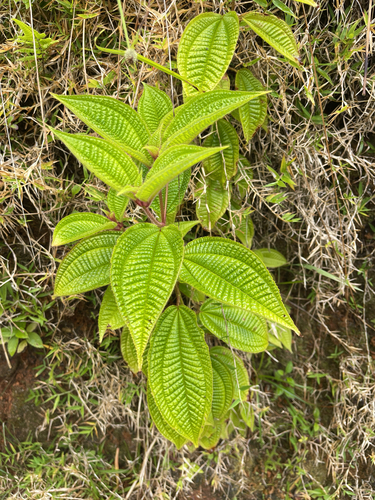 Miconia crenata observed 2026-10-27