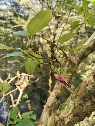 Fuchsia excorticata observed 2026-10-27