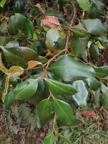 Syzygium observed 2026-10-27