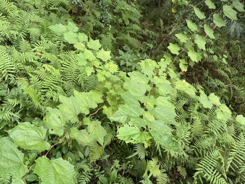 Alangium chinense observed 2026-10-27