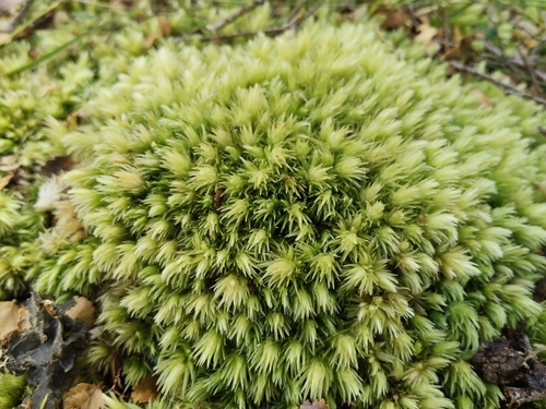 Leucobryum candidum observed 2026-10-27