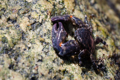 Allopetrolisthes
