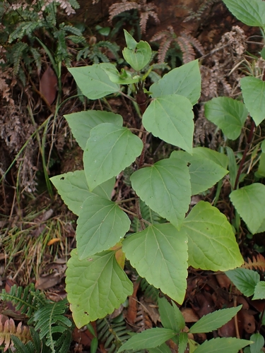 Ageratina adenophora observed 2026-10-27