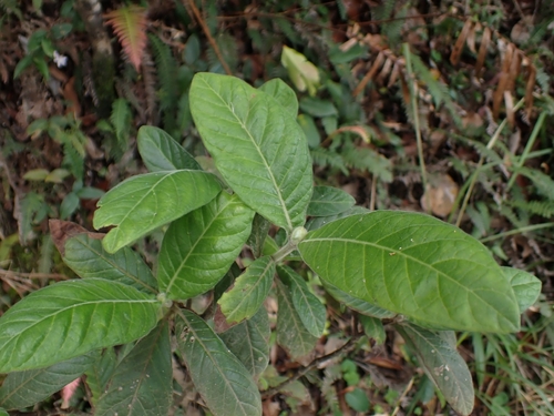 Psychotria observed 2026-10-27