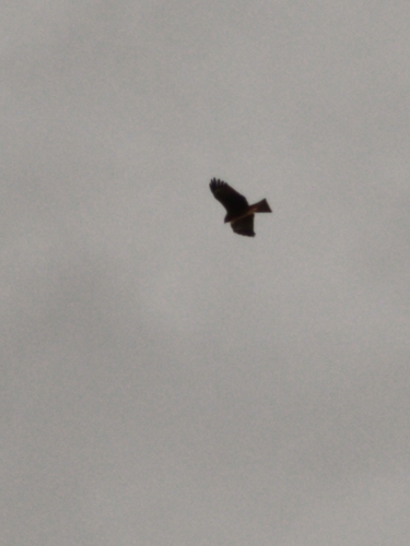 Milvus migrans, 2026-10-27