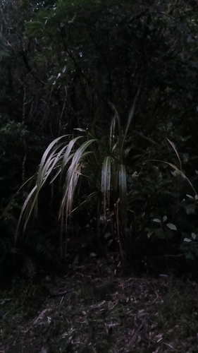 Cordyline banksii observed 2026-10-20