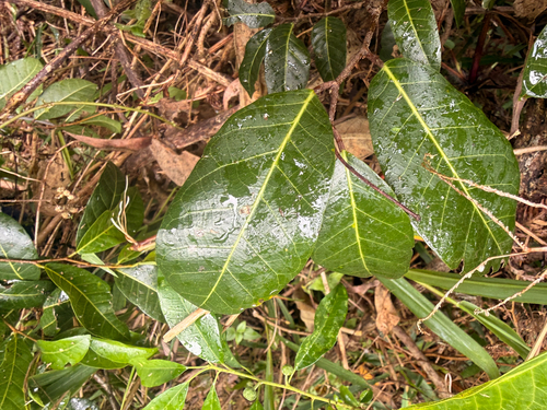 Malaisia scandens observed 2026-10-27