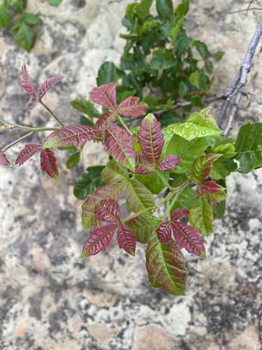 Rhus glabra observed 2026-10-27