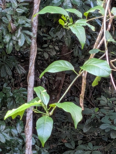 Clerodendrum observed 2026-10-27