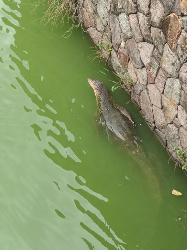 Varanus salvator observed 2026-10-27