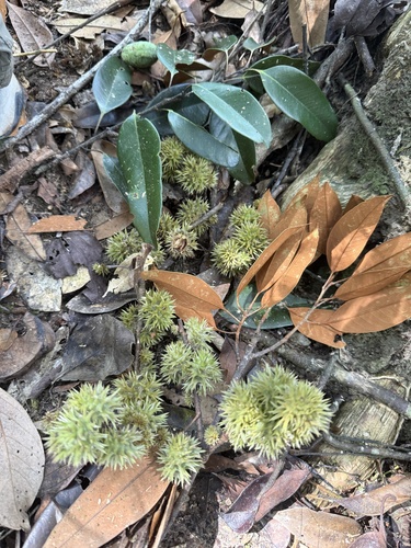 Castanopsis observed 2026-10-26