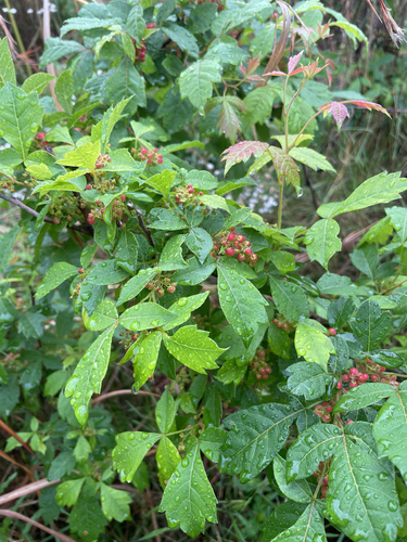 Rhus glabra observed 2026-10-27