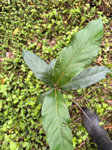 Cryptocarya observed 2026-10-26