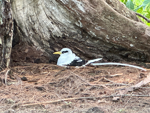 Phaethon lepturus observed 2026-10-13