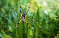 Nephila comorana