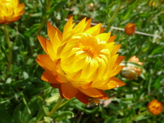 Xerochrysum subundulatum