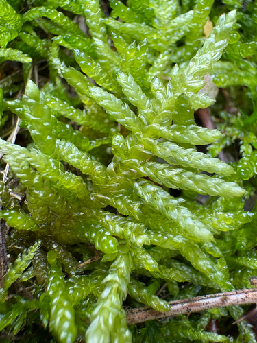 Pseudoscleropodium purum observed 2026-10-26
