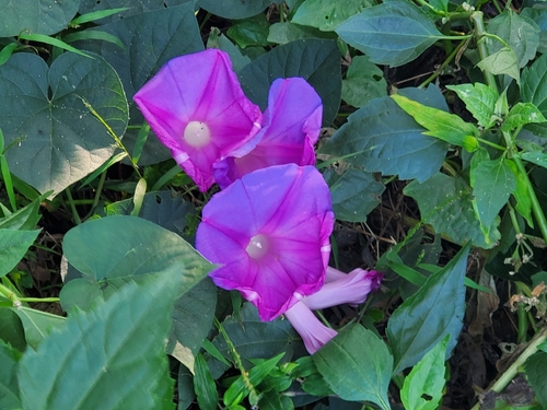 Ipomoea indica observed 2026-10-27