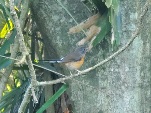 Copsychus malabaricus observed 2026-10-27