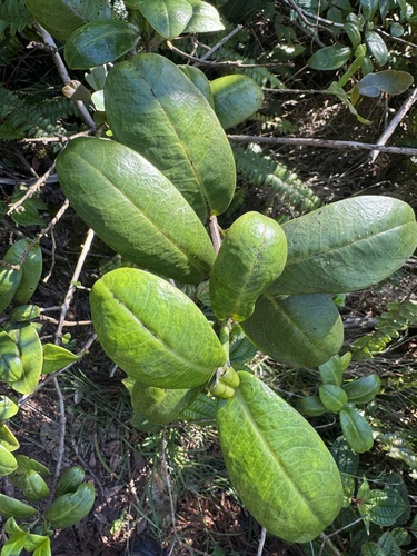 Kadua observed 2026-10-26