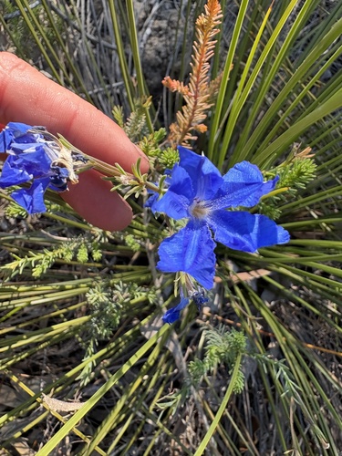 Leschenaultia biloba observed 2026-10-27
