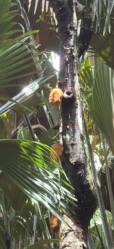 Artocarpus observed 2026-10-26
