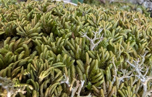 Nogopterium gracile observed 2026-10-25