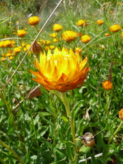 Xerochrysum subundulatum