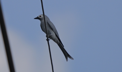 Dicrurus leucophaeus observed 2026-10-25