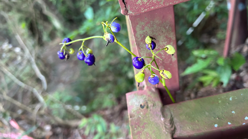 Dianella observed 2026-10-27