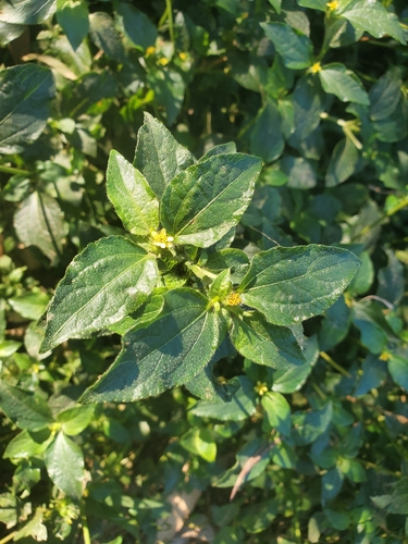 Synedrella nodiflora observed 2026-10-27