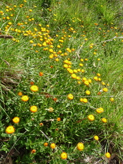 Xerochrysum subundulatum