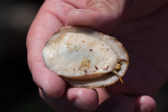 Fissurella costata
