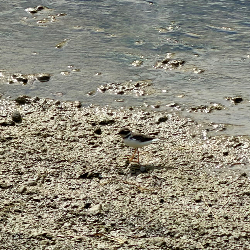 Charadrius dubius observed 2026-10-27