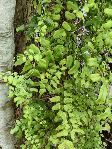 Lygodium microphyllum observed 2026-10-26