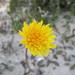 Sonchus bulbosus bulbosus - Photo (c) Duarte Frade, some rights reserved (CC BY), uploaded by Duarte Frade