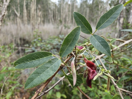Kennedia rubicunda observed 2026-10-26