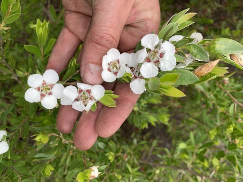 Leptospermum observed 2026-10-27