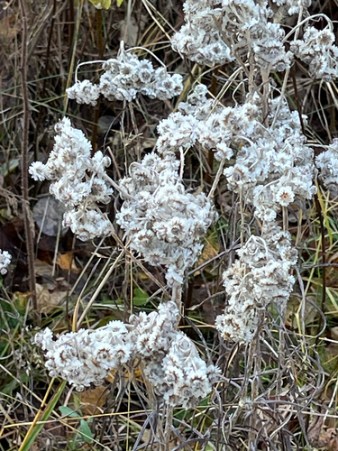 Anaphalis margaritacea observed 2026-10-26