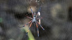 Nephila comorana