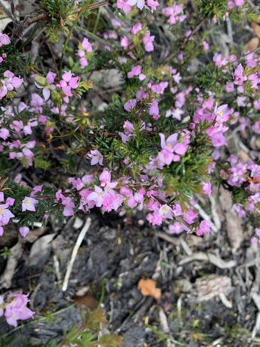 Boronia observed 2026-10-27