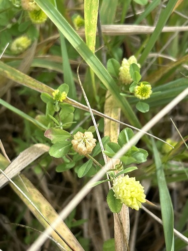 Trifolium campestre observed 2026-10-27