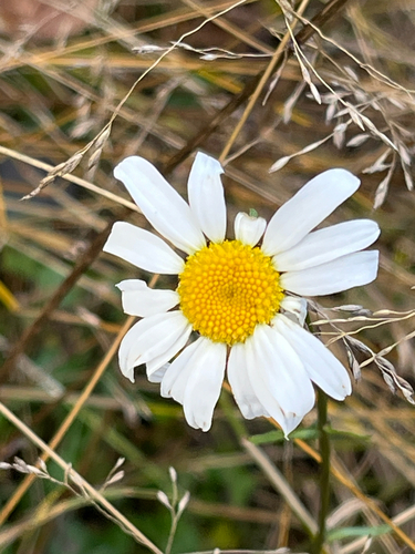 Chrysanthemum observed 2026-10-26