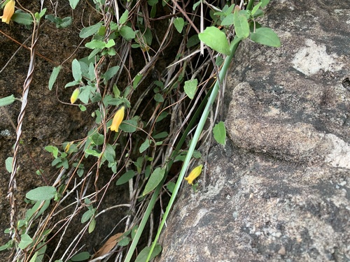 Marianthus bignoniaceus observed 2026-10-27