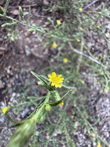 Dittrichia graveolens, 2026-10-24