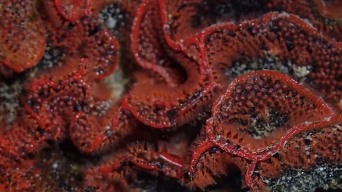 Watersipora subtorquata observed 2026-10-27