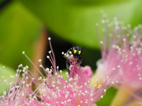 Hylaeus, 2026-10-27