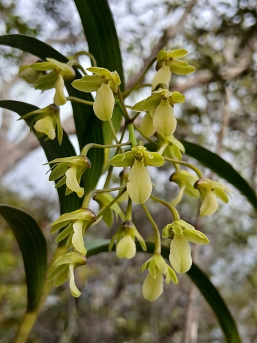 Dendrobium observed 2026-10-27